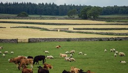 Recovering grassland and setting autumn priorities